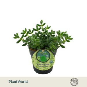 Delosperma echinat 12cm Duits etiket
(8 Plants/Order)(12cmP 20cmH)