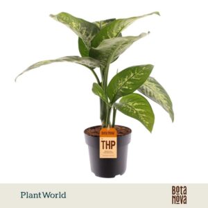 Dieffenbachia Tropic Snow
(3 Plants/Order)(21cmP 60cmH)