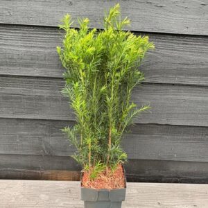 Taxus media Groenland
(6 Plants/Order)(17cmP 80cmH)