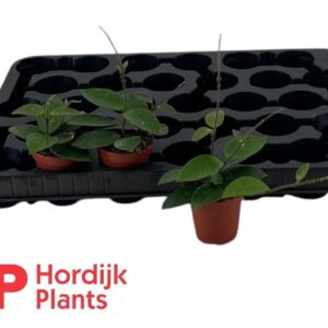 Hoya Hoya Chouke P 5,5
(30 Plants/Order)(5.5cmP 5cmH)