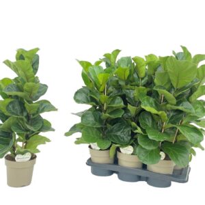 Ficus Tibaco
(6 Plants/Order)(17cmP 60cmH)