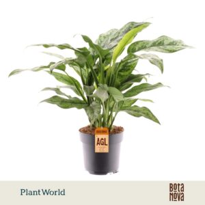 Aglaonema other Romeo
(6 Plants/Order)(17cmP 50cmH)