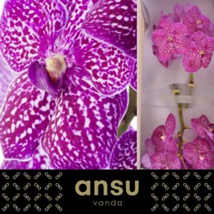 Vanda Sunanda Lipstick Vanda Sunanda Lipstick
(16 Plants/Order)(cmP 25cmH)
