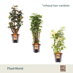Polyscias busch mixed
(1 Plants/Order)(24cmP 100cmH)