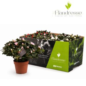 Rhododendron Azalea Flandresse® 'Three Times Two' 30 32 cm
(6 Plants/Order)(14cmP 30cmH)