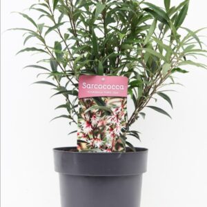 Sarcococca hookeriana humilis Purple Stem' P21/C4.6
(1 Plants/Order)(21cmP 45cmH)