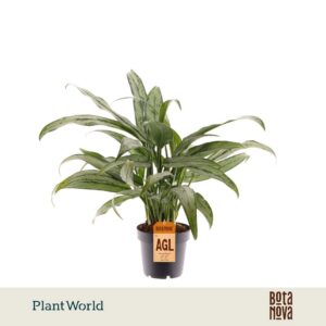 Aglaonema Cutlass
(10 Plants/Order)(12cmP 40cmH)