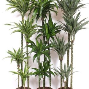 Dracaena fragrans Mixkar 120-90-60-30
(1 Plants/Order)(27cmP 190cmH)