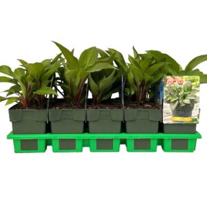 Hosta x fortunei First Blush' P11
(10 Plants/Order)(11cmP 25cmH)