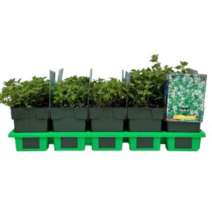 Nepeta racemosa 'Snowflake' P11
(10 Plants/Order)(11cmP 25cmH)
