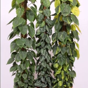Indoor plants Mixkar Scindapsus and Philodendron mosstok
(10 Plants/Order)(27cmP 150cmH)