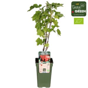 Ribes rubrum Lisette® Bio P19
(6 Plants/Order)(19cmP 50cmH)