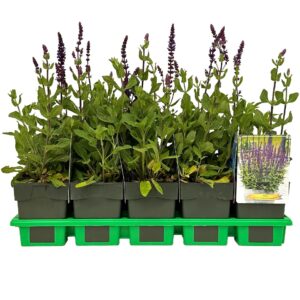 Salvia nemorosa other Caradonna Compact Blue' P11
(10 Plants/Order)(11cmP 25cmH)