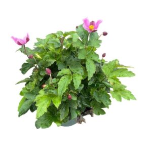 Anemone hupehensis Praecox
(1 Plants/Order)(17cmP 35cmH)