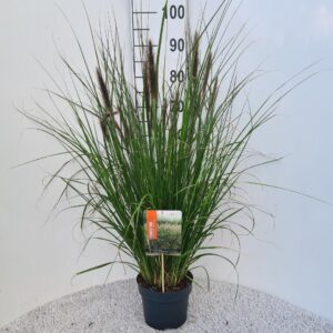 Pennisetum alopecuroides Viridescens P19
(1 Plants/Order)(19cmP 80cmH)