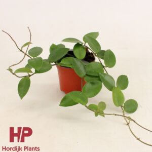 Hoya Hoya Chouke P9
(12 Plants/Order)(9cmP 15cmH)