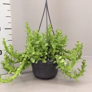 Euphorbia Ellen Beckii
(7 Plants/Order)(14cmP 20cmH)