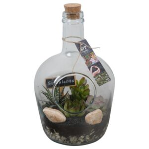 Arrangementen succulenten PTSU8511 in glazen fles
(3 Plants/Order)(18cmP 33cmH)