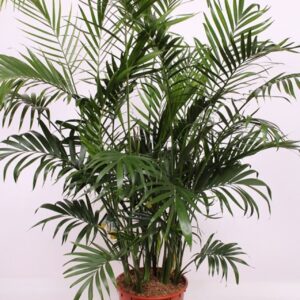Chamaedorea cataractarum Stella "Palm"""
(1 Plants/Order)(34cmP 170cmH)