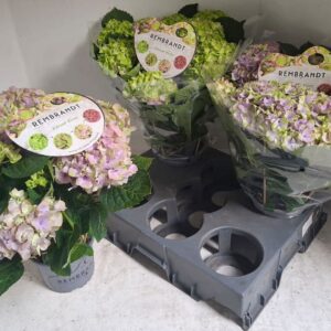 Hydrangea Rembrandt Vibrant Verde
(6 Plants/Order)(15cmP 40cmH)