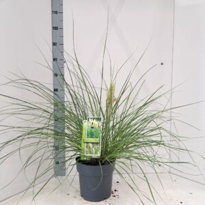 Cortaderia selloana Tiny Pampa (‘Day1’PBR)
(1 Plants/Order)(23cmP 55cmH)