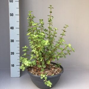Portulacaria afra
(2 Plants/Order)(27cmP 50cmH)