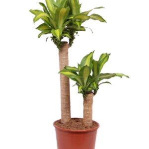 Dracaena Massangeana Dracaena Massangeana 60-30
(1 Plants/Order)(24cmP 90cmH)