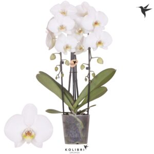 Phalaenopsis Elegant Cascade Niagara Fall Leeds 2 spike
(6 Plants/Order)(12cmP 45cmH)