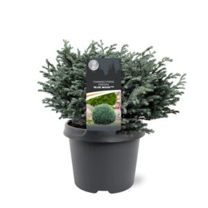 Chamaecyparis pis. 'Blue Moon' (pbr)
(1 Plants/Order)(19cmP 25cmH)