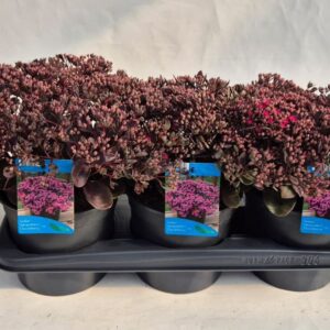 Sedum other Sedum Sunsparkler Dazzleberry
(6 Plants/Order)(17cmP 30cmH)