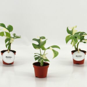 Monstera Monstera Minima Variegata
(12 Plants/Order)(6cmP 15cmH)