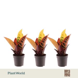 Codiaeum Petra Croton kopstek 7 cm
(16 Plants/Order)(7cmP 20cmH)