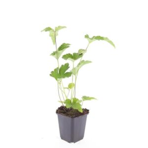 Anemone tomentosa 'Robustissima'
(12 Plants/Order)(9cmP 5cmH)