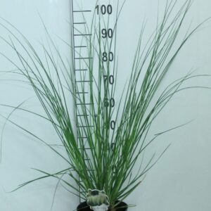 Cortaderia other minipampas 'Hard Groen' P23
(1 Plants/Order)(23cmP 100cmH)