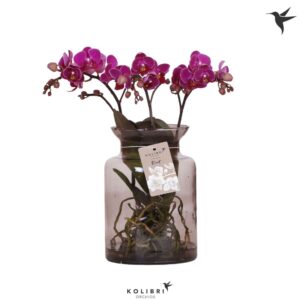 Phalaenopsis other purple more Roots purpel in Glas stolp lilac
(3 Plants/Order)(16cmP 50cmH)