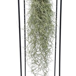Tillandsia Arrangement Tillandsia schelp hangframe xl
(6 Plants/Order)(15cmP cmH)