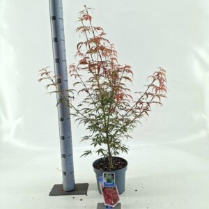 Acer palmatum Jerre Schwartz
(1 Plants/Order)(19cmP 80cmH)