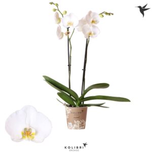 Phalaenopsis white more Ripsen Nottingham 2spike
(6 Plants/Order)(12cmP 60cmH)