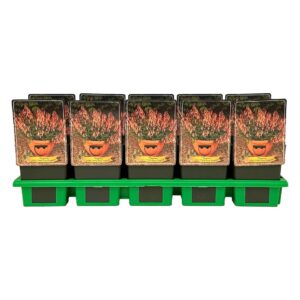 Phygelius capensis rectus 'Candy Drops Tangerine' P11
(10 Plants/Order)(11cmP 25cmH)