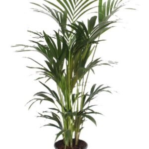 Howea forsteriana 6 per Pot
(1 Plants/Order)(24cmP 120cmH)