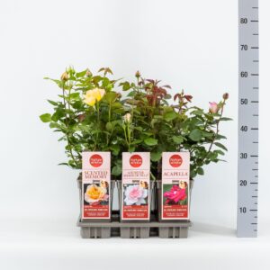 Rosa other Parfum de Nature mix, C3
(6 Plants/Order)(17cmP 20cmH)