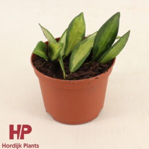 Hoya Hoya DS-70 Burtoniae Variegated P9
(12 Plants/Order)(9cmP 2cmH)