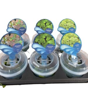 Drijfplanten 206- mix 3 Types drijfplanten met deksel (plomp)
(6 Plants/Order)(13cmP 10cmH)