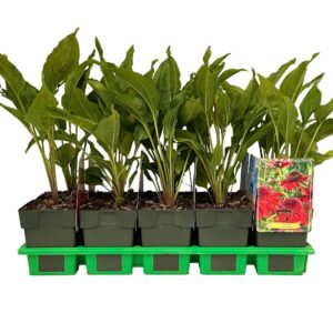 Echinacea purpurea Eccentric Red' P11
(10 Plants/Order)(11cmP 25cmH)