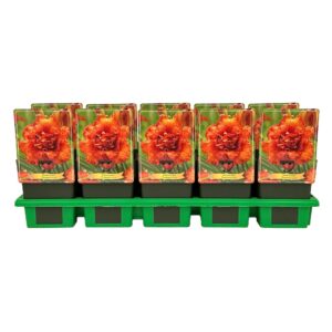 Hemerocallis Awesome Luck' P11
(10 Plants/Order)(11cmP 25cmH)