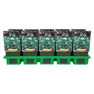 Hosta Royal Standard
(10 Plants/Order)(11cmP 25cmH)