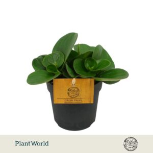 Peperomia Obtipan green 10,5cm
(6 Plants/Order)(10.5cmP 15cmH)