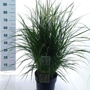 Pennisetum orientale Fairy Tails'
(1 Plants/Order)(23cmP 90cmH)