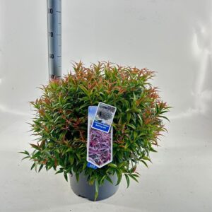Leucothoe Burning Love keiskei
(1 Plants/Order)(32cmP 55cmH)