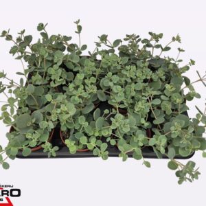 Sedum sieboldii P8,5
(12 Plants/Order)(8.5cmP 14cmH)